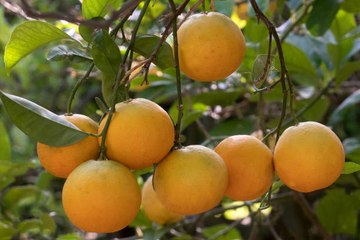 5 aliments qui contiennent plus de Vitamines C que les oranges