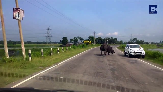 Un rhinocéros oblige des automobilistes à fair demi-tour en Inde