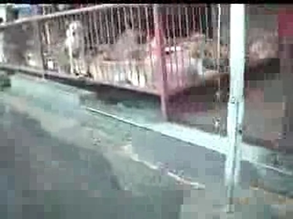 en corée du sud on assaisonne les chiens :(