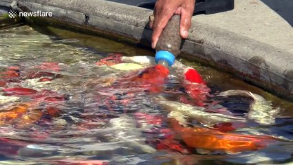 Man bottle feeds Carp in Thailand