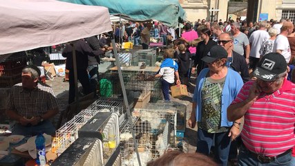 Foire aux picots 2017