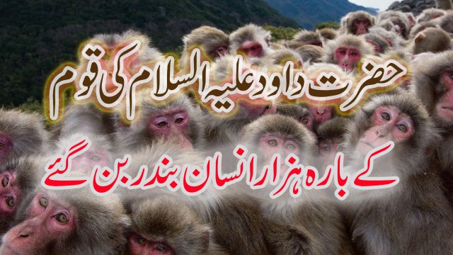 12000 YAHOODI BANDER BAN GAYE.BARA HAZAR YAHOODI BANDER BAN GAYE, HAZRAT DAWOOD AS KI QOUM BANDAR BAN GAYE, HISTORY