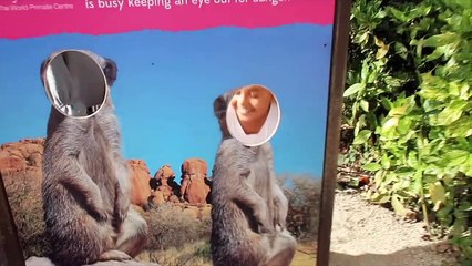 Kids Family Trip to the ZOO! Worlds biggest Tortoise & Crazy Monkeys Attack Educational Vi