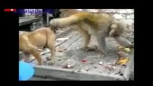Funny Monkey