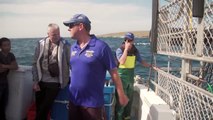 DAVID DRAIMAN GOES DIVING WITH GREAT WHITE SHARKS