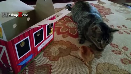 Funny Cats Meeting Cute Baby Animals Compilation [CUTE]