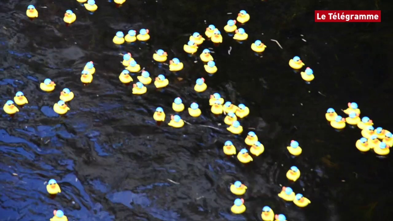 Quimperlé. 5.000 canards en plastique envahissent la Laïta