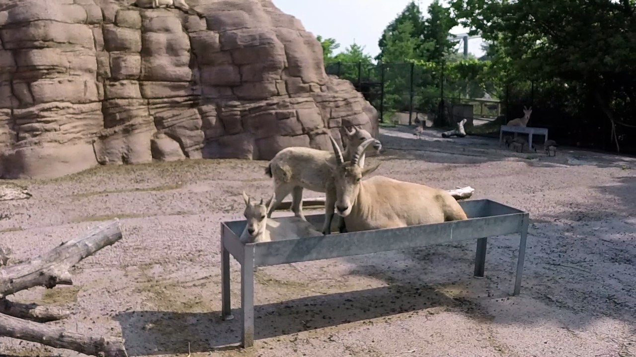 Playful young mountain goat pesters its mother