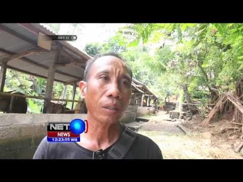 Peternak Lokal Optimistis Penuhi Permintaan Daging Sapi - NET12