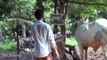 Wow!Amazing, Man Breed Cow How to breds cows in my Country ------------------