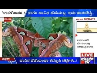 Snake-like Butterflies Found In Srirangapatna