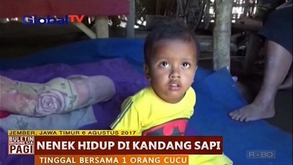 Download Video: Ironis, Seorang Nenek Tinggal di Kandang Sapi