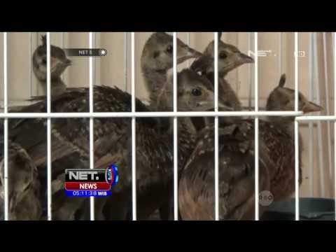 20 Ekor Hewan Langka Diamankan dari Penyelundupan - NET5