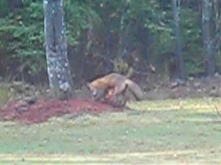 More wild foxes in Nova Scotia