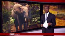 BBC News at Ten 6Aug17 - elephant poachers