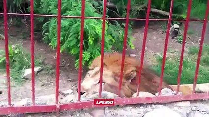Lion Gives Hug Through Cage