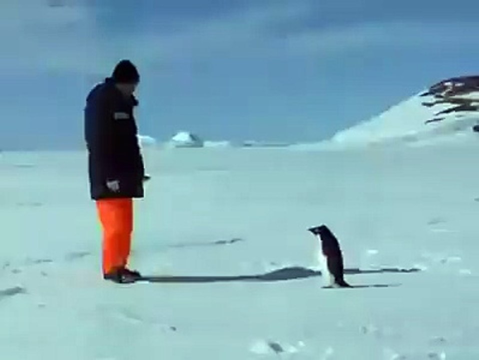 funny pingwing video funny and comedy prank video