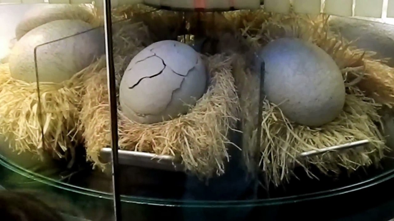 Dinosaur hatch