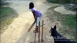 Amazing Dog Fielding funny video 2017