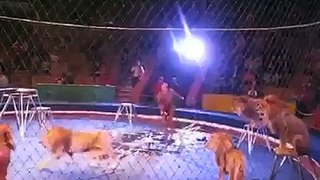 Dangour lion show amazing save life
