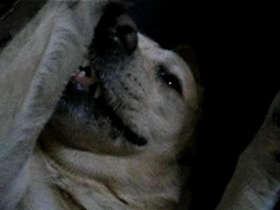 FUNNY DOG !!!
