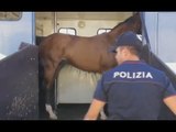Siracusa - Corse clandestine di cavalli: 5 indagati (01.08.17)