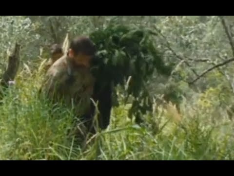 Laureana di Borrello (RC) - Marijuana, sequestrata maxi piantagione (02.08.17)