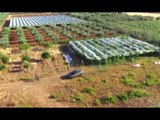 Ginosa (TA) - Sequestrata piantagione di marijuana, un arresto (03.08.17)