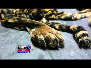 下载视频: Kulit Harimau Sumatera Awetan Disita - NET5