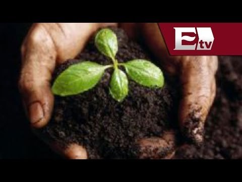 Beneficios de los productos orgánicos / Salud con Gloria Contreras