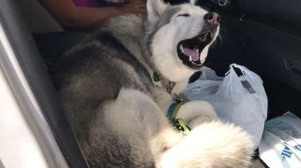 Dramatic Dog Doesn't Want To Leave The Front Seat