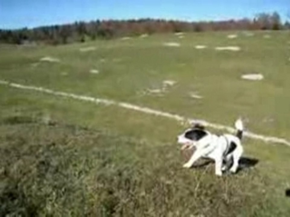 Texas Jack Russell