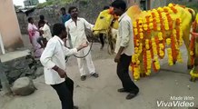 DANCE WITH THE COW || SEE NOW |||| GET ENJOY || PLEASE SEE NOW ||