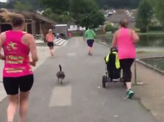 Hilarious Goose Sees Joggers And Gets Inspired To Join In On The Fitness Fun