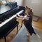Piyanoyla klasik müzik çalan köpek