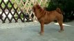 shar-pei Qi Ming Xing shar-pei kennel