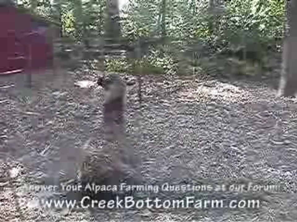 Ohio Alpaca