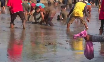 Syukuran 17-an, Warga Rebutan Lele di Sawah