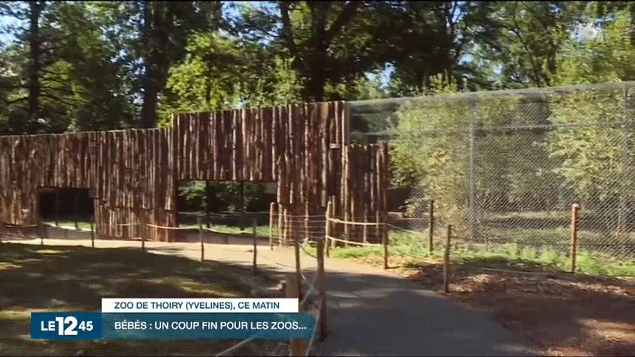 Les zoos développent les naissances pour lutter contre l'extinction des espèces - Regardez