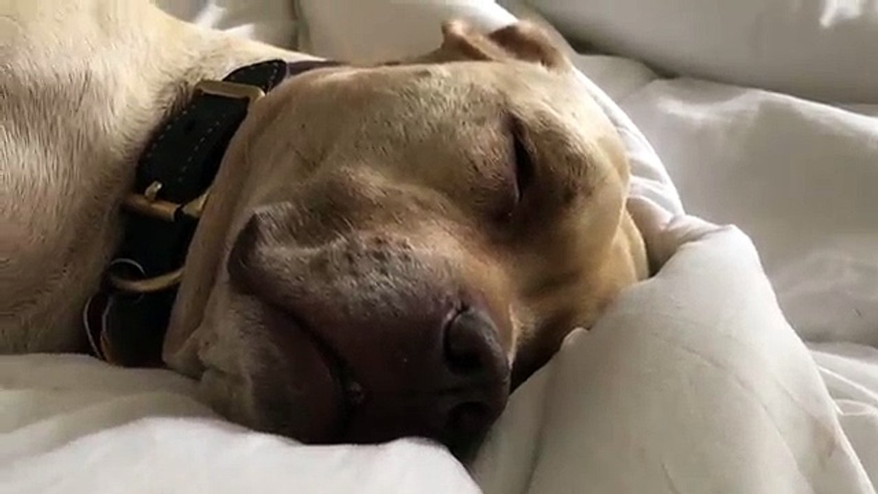 Sleeping Beauty