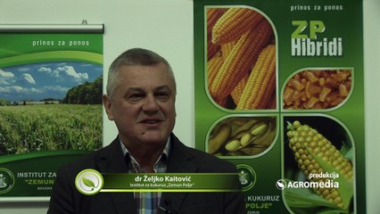 Izaberite odgovarajući hibrid kukuruza za prolećnu setvu