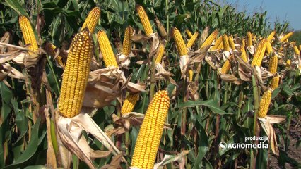 RWA hibridi kukuruza – jer vas neće izneveriti