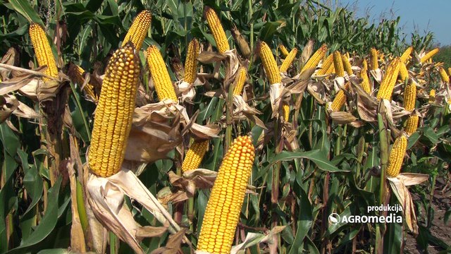 RWA hibridi kukuruza – jer vas neće izneveriti