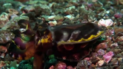 Searching For Sea Monsters