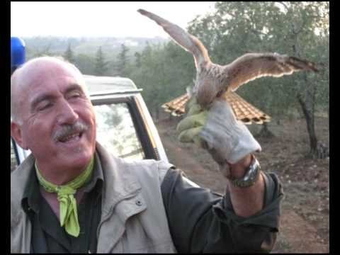 ANDRIA. Un falco salvato dalle Guardie Federiciane