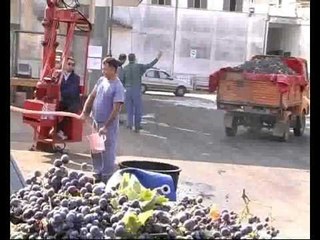 VENDEMMIA 2008. Ultimi giorni, tempo di bilanci