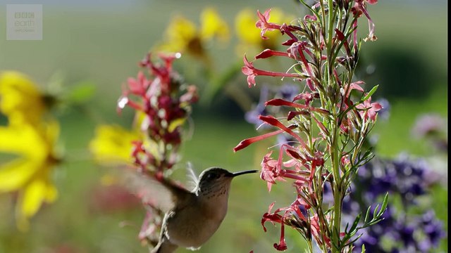 10 heures de relaxation avec des sons de montagne