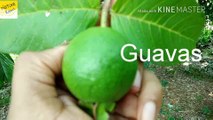 What  is Guava  अमरूद क्या है