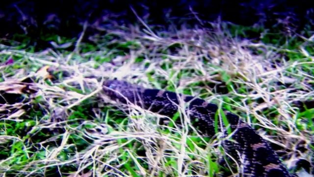 The Real Texas Chainsaw Massacre (True Crime Documentary)