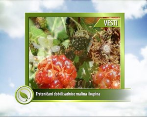 Vesti - Trsteničani dobili sadnice malina i kupina